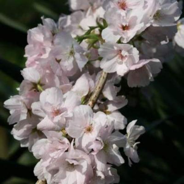 Sierkers - Prunus serrulata 'Amanogawa'