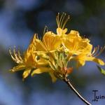 Rhododendron luteum - Bosazalea