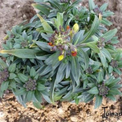 Erysimum linifolium 'Fragrant Sunshine' - Muurbloem, Steenraket