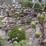 Salix repens 'Iona' - Kruipende wilg