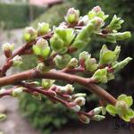 Salix Arbuscula - Dwergwilg