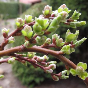 Salix Arbuscula