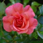 Roos - Rosa 'Aprikola'