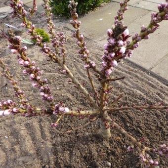 Prunus persica 'Little Purple Delight'