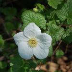 Rubus x tridel 'Benenden' - Sierbraam