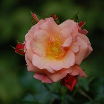 Rosa 'Aprikola'