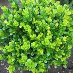 Buxus harlandii - Buxus, randpalm