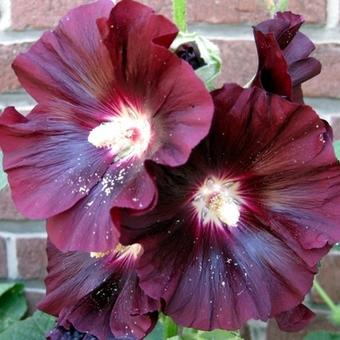 Alcea rosea 'Nigra'