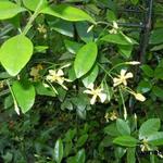 Trachelospermum asiaticum - Japanse sterjasmijn,  Aziatische jasmijn, Sterjasmijn
