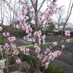 Prunus dulcis 'Robijn' - Amandelboomp