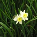 Narcissus tazetta 'Minnow' - Narcis
