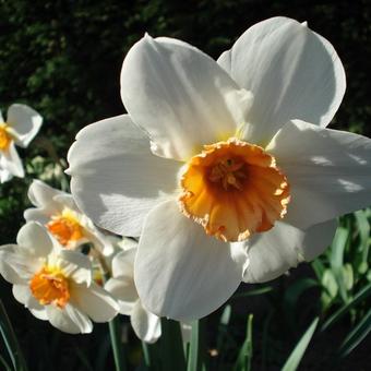 Narcissus 'Barret Browning'