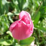 Tulipa 'Don Quichotte' - Tulp