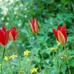 Tulipa greigii - Tulp