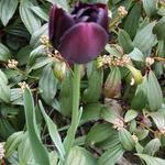 Tulipa 'Black Hero' - Tulp