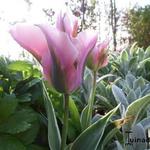 Tulipa 'New Design' - Tulp