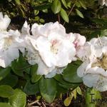 Rhododendron  'Gartendirektor Rieger' - Rododendron