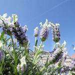 Lavandula stoechas 'Little Bee- Blue White' - Kuiflavendel