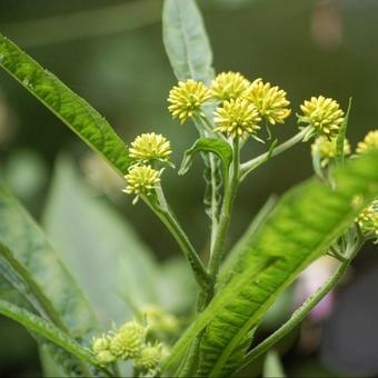 Verbesina alternifolia