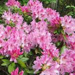 Rododendron - Rhododendron 'Cosmopolitan