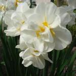 Narcissus tazetta 'Bridal Crown' - Narcis