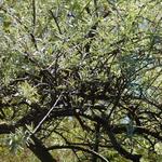 Pyrus salicifolia - Wilgbladige peer