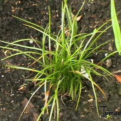 Leliegras - Liriope spicata