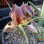 Iris acutiloba lineolata - Iris, Iraanse Iris