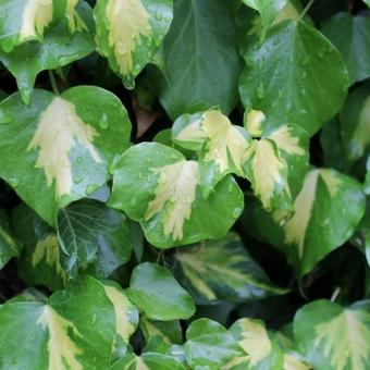 Hedera helix 'Gold Heart'