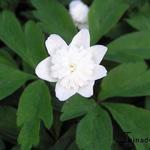 Anemone nemorosa 'Bracteata Pleniflora' - Bosanemoon