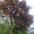 Acer platanoides  'Faassen's Black'