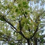 Acer platanoides 'Drummondii' - Noorse esdoorn