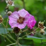 Rubus odoratus - Sierbraam