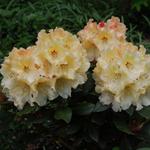 Rododendron - Rhododendron 'Horizon Monarch'