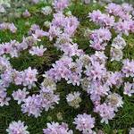 Armeria juniperifolia - Engels gras, Strandkruid