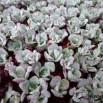 Sedum spathulifolium - Vetkruid