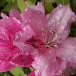 Rododendron - Rhododendron 'Albert Schweitzer'