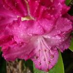 Rhododendron 'Germania' - Rododendron