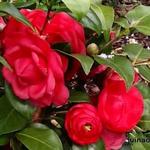 Camellia japonica 'Cereixa de Tollo’ - Camelia