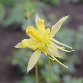 Aquilegia chrysantha 'Yellow Queen'
