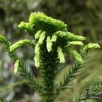 Cryptomeria japonica  'Cristata' - Japanse hanekam