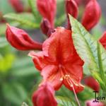 Rhododendron 'Hotspur Red' - Rododendron