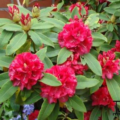 Rododendron - Rhododendron 'Wilgen´s Ruby'