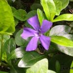 Vinca minor - Kleine maagdenpalm