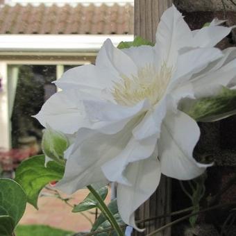 Clematis 'Madame Le Coultre'