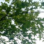 Quercus palustris - Moeraseik