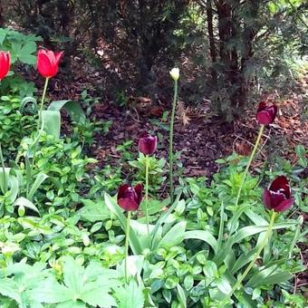 Tulipa 'Philippe de Comines'