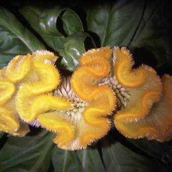 Celosia cristata