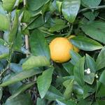 Citrus sinensis - Sinaasappelboompje