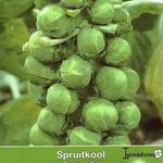 Brassica oleracea gemmifera - Spruitkool